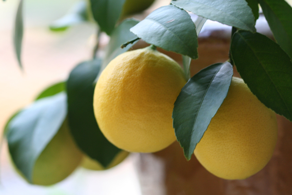 cool things to do with lemons